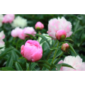 Natural plant extract of peony p.e